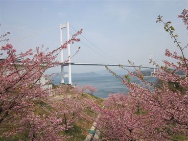 来島海峡大橋と河津桜.JPG