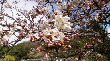 玉川の桜.jpg