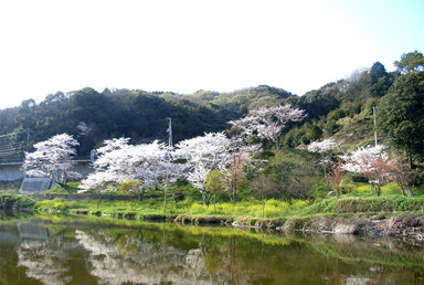 玉川周辺桜.jpg
