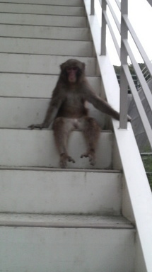 艇庫階段に座る猿。入部希望？